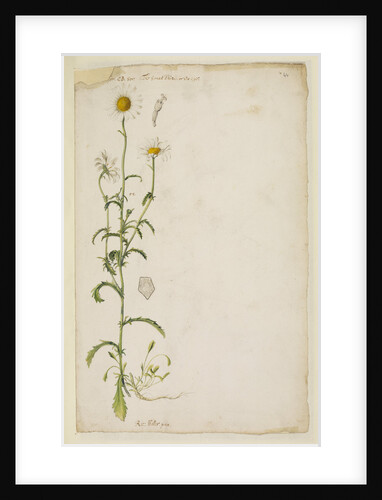 Ox-eye daisy by Richard Waller