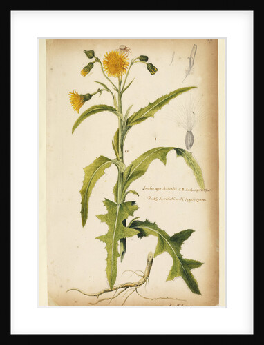 Prickly sow-thistle with jagged leaves by Richard Waller