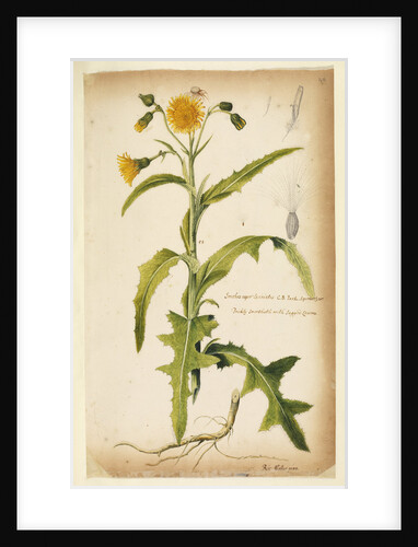 Prickly sow-thistle with jagged leaves by Richard Waller