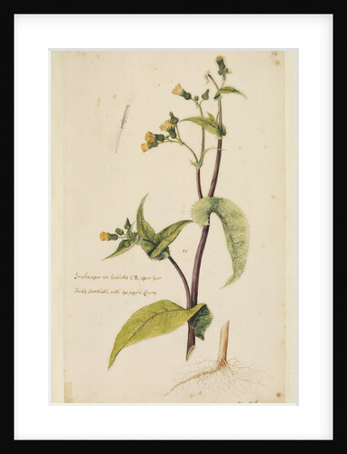 Prickly sow-thistle with less jagged leaves by Richard Waller