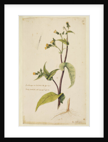 Prickly sow-thistle with less jagged leaves by Richard Waller