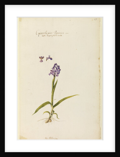 Little purple flowered orchid by Richard Waller