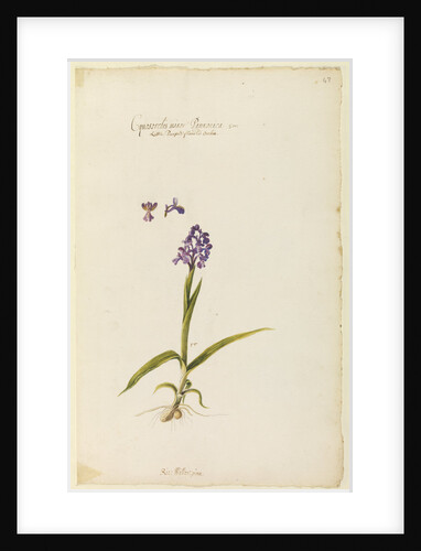 Little purple flowered orchid by Richard Waller