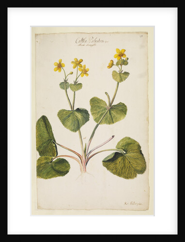 Marsh marigold by Richard Waller