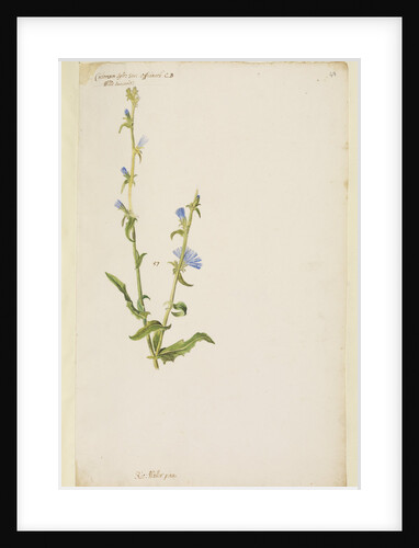 Wild succorie or chicory by Richard Waller