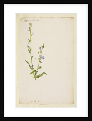 Wild succorie or chicory by Richard Waller