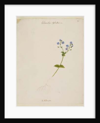 Germander speedwell by Richard Waller