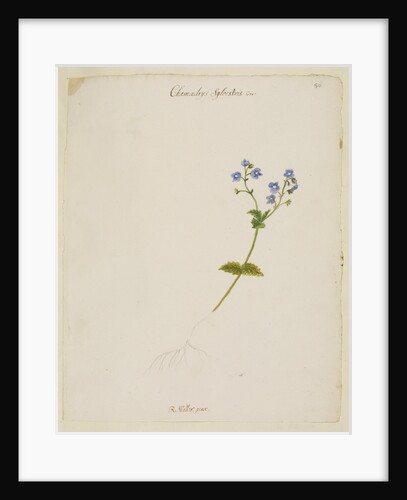 Germander speedwell by Richard Waller