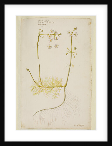 Water violet by Richard Waller