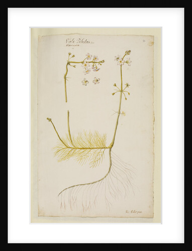 Water violet by Richard Waller