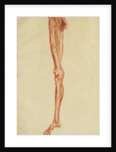 Anatomical study of leg and foot by Andreas van Rymsdyk