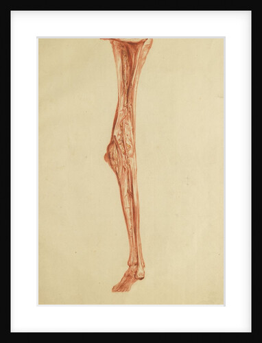 Anatomical study of leg and foot by Andreas van Rymsdyk
