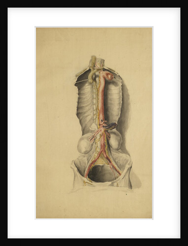 Anatomical study of the thoracic duct by Thomas Bonnor