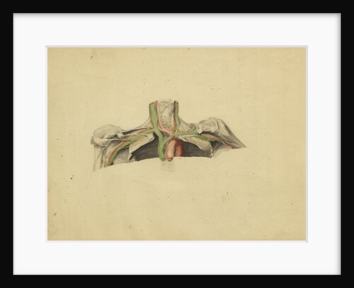 Anatomical study of the thoracic duct by Thomas Bonnor