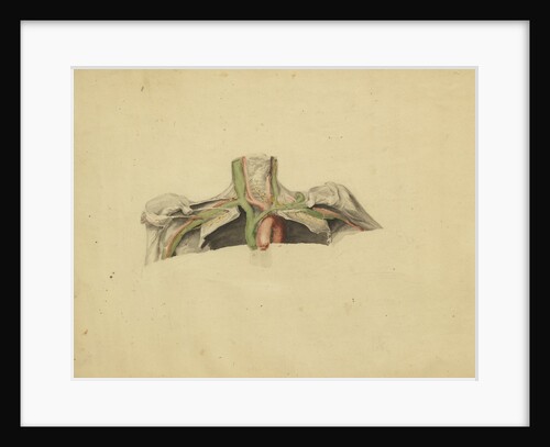 Anatomical study of the thoracic duct by Thomas Bonnor