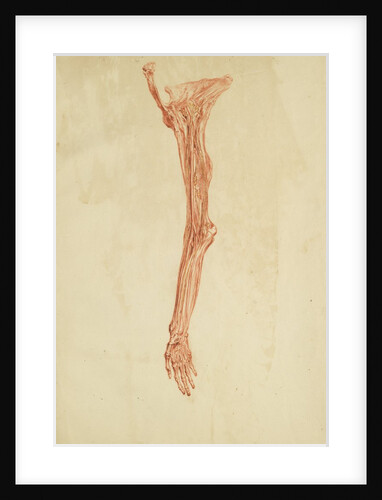 Anatomical study of arm and hand by Andreas van Rymsdyk