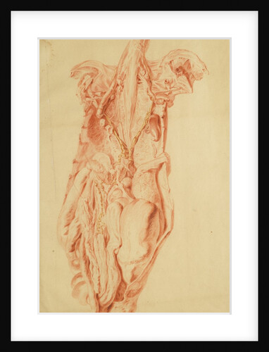 Anatomical study of the human torso by Jan van Rymsdyk
