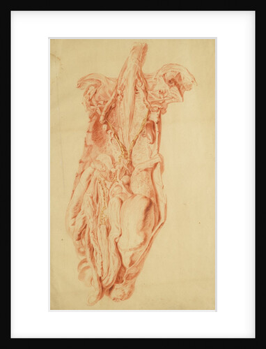 Anatomical study of the human torso by Jan van Rymsdyk