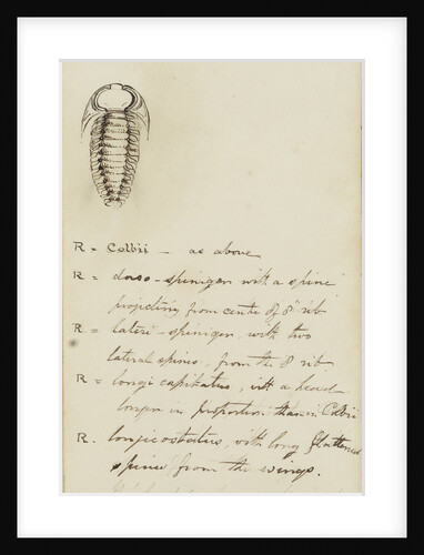 Remopleurides, genus of trilobite by Henry James