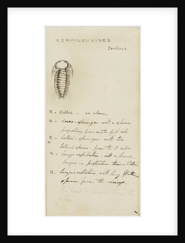 Remopleurides, genus of trilobite by Henry James