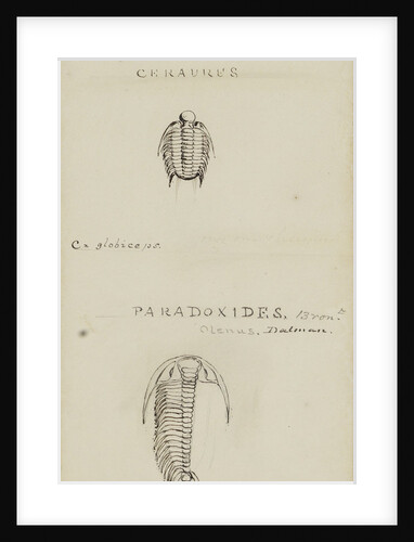 Ceraures and Paradoxides, genera of trilobite by Henry James