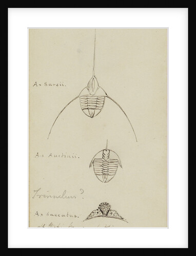 Ampyx, genus of trilobite by Henry James