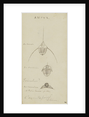Ampyx, genus of trilobite by Henry James