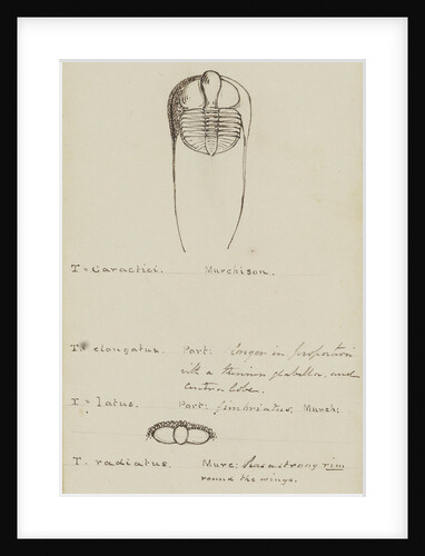 Trinucleus, genus of trilobite by Henry James