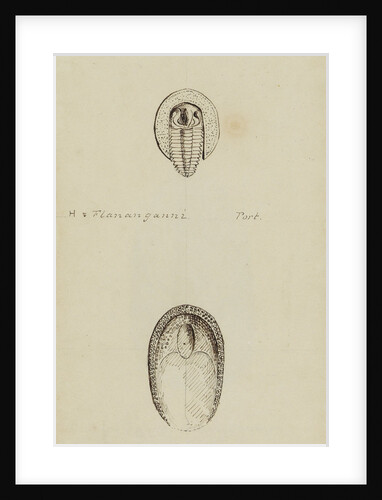 Harpes, genus of trilobite by Henry James