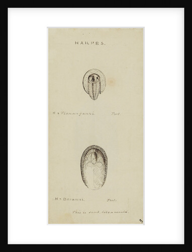 Harpes, genus of trilobite by Henry James