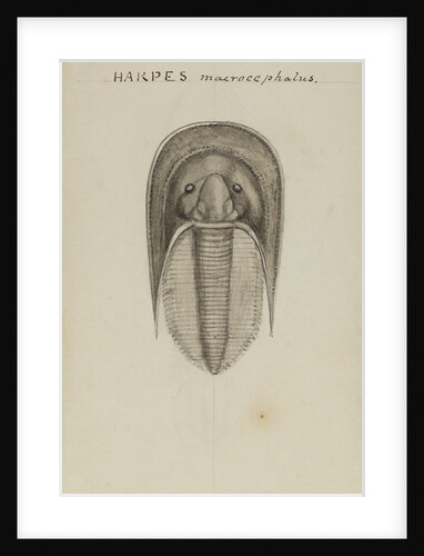 Harpes macrocephalus, species of trilobite by Henry James