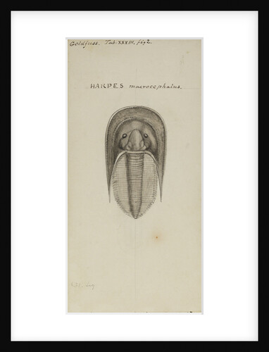 Harpes macrocephalus, species of trilobite by Henry James