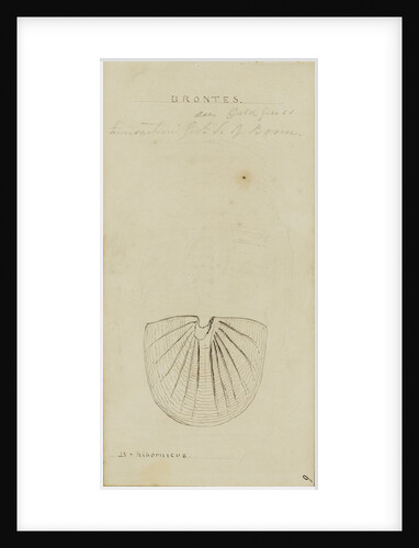 Brontes, genus of trilobite by Henry James