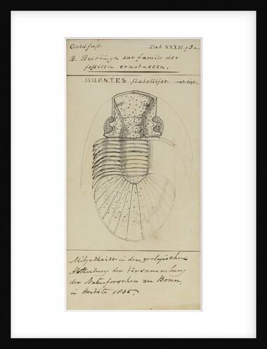 Brontes flabellifer, species of trilobite by Henry James