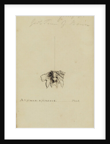 Arges, genus of trilobite by Henry James