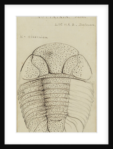 Nuattainia and Lichas, species of trilobite by Henry James