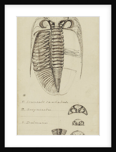 Phacops, genus of trilobite by Henry James