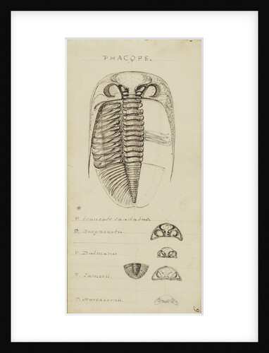 Phacops, genus of trilobite by Henry James