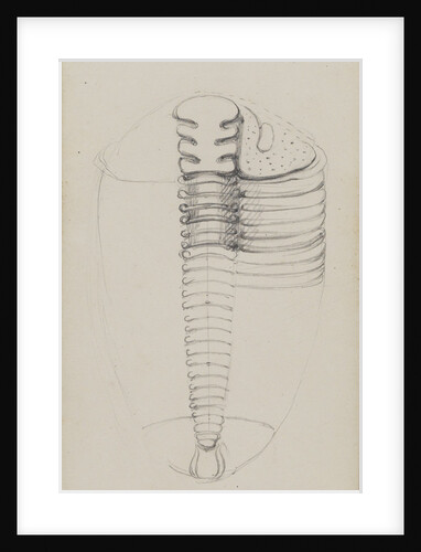 Amphion, genus of trilobite by Henry James