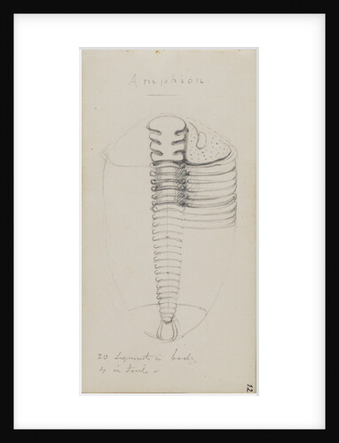 Amphion, genus of trilobite by Henry James