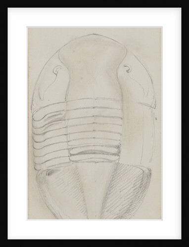 Isotelus, genus of trilobite by Henry James