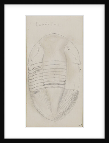 Isotelus, genus of trilobite by Henry James