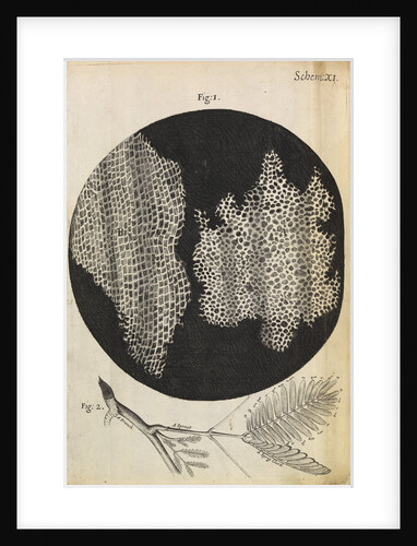 Microscopic view of cells in a sliver of cork by Robert Hooke