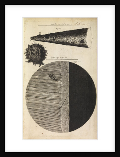 Microscopic views of the point of a needle; printed full-stop; edge of razor by Robert Hooke