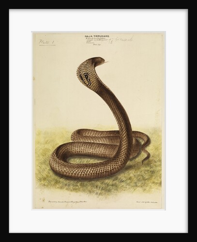 Indian cobra by Annada Prasad Bagchi