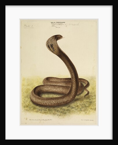 Indian cobra by Annada Prasad Bagchi