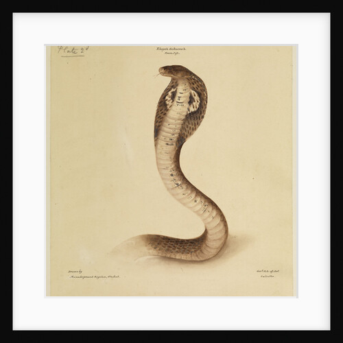 Indian cobra by Annada Prasad Bagchi