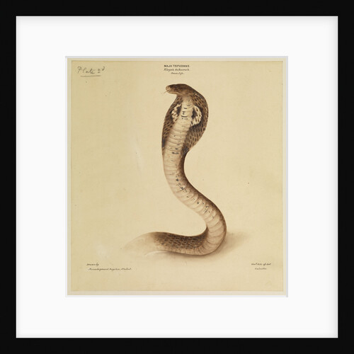 Indian cobra by Annada Prasad Bagchi