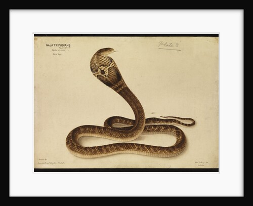 Indian cobra by Annada Prasad Bagchi