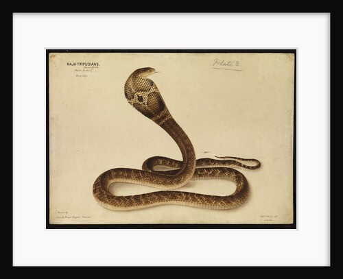 Indian cobra by Annada Prasad Bagchi